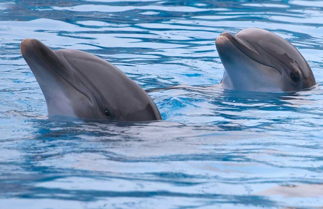 Marineland Canada