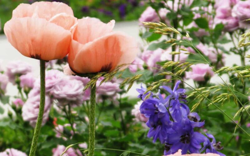 Floral Showhouse Annual Spring Display