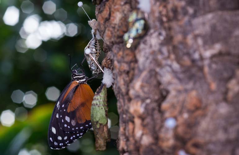 Butterfly Conservatory