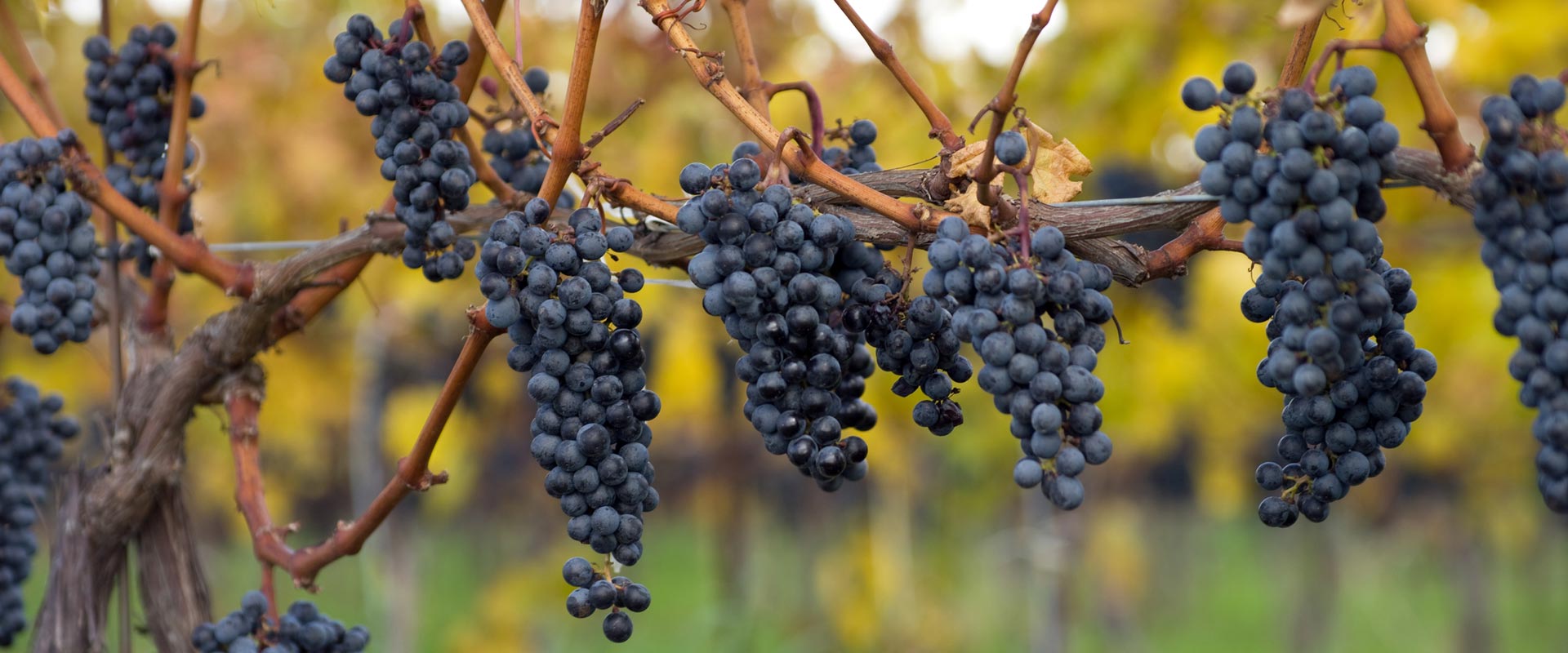 Pick Your Own Fruit from Niagara Farms and Orchards