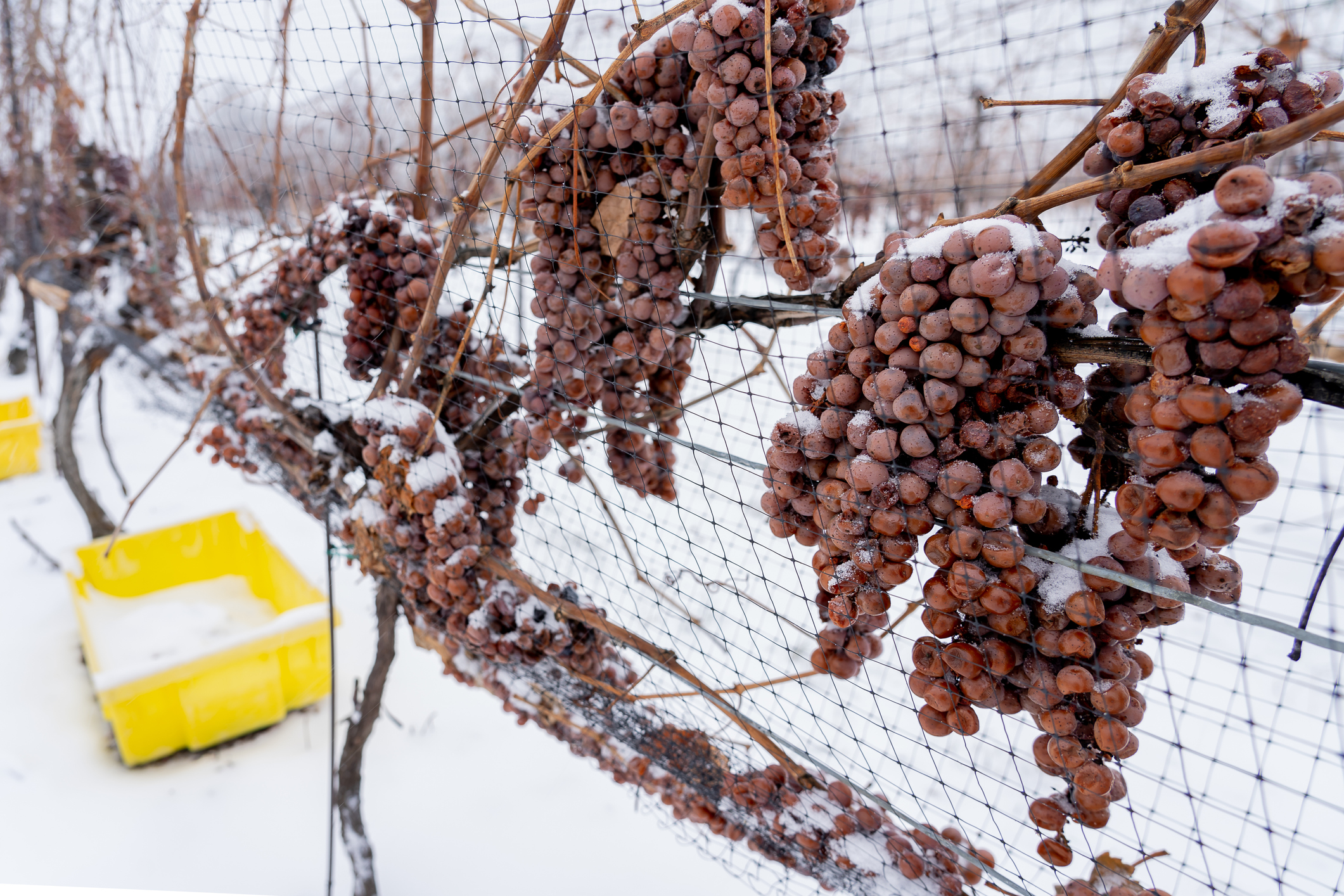 Niagara's icewine