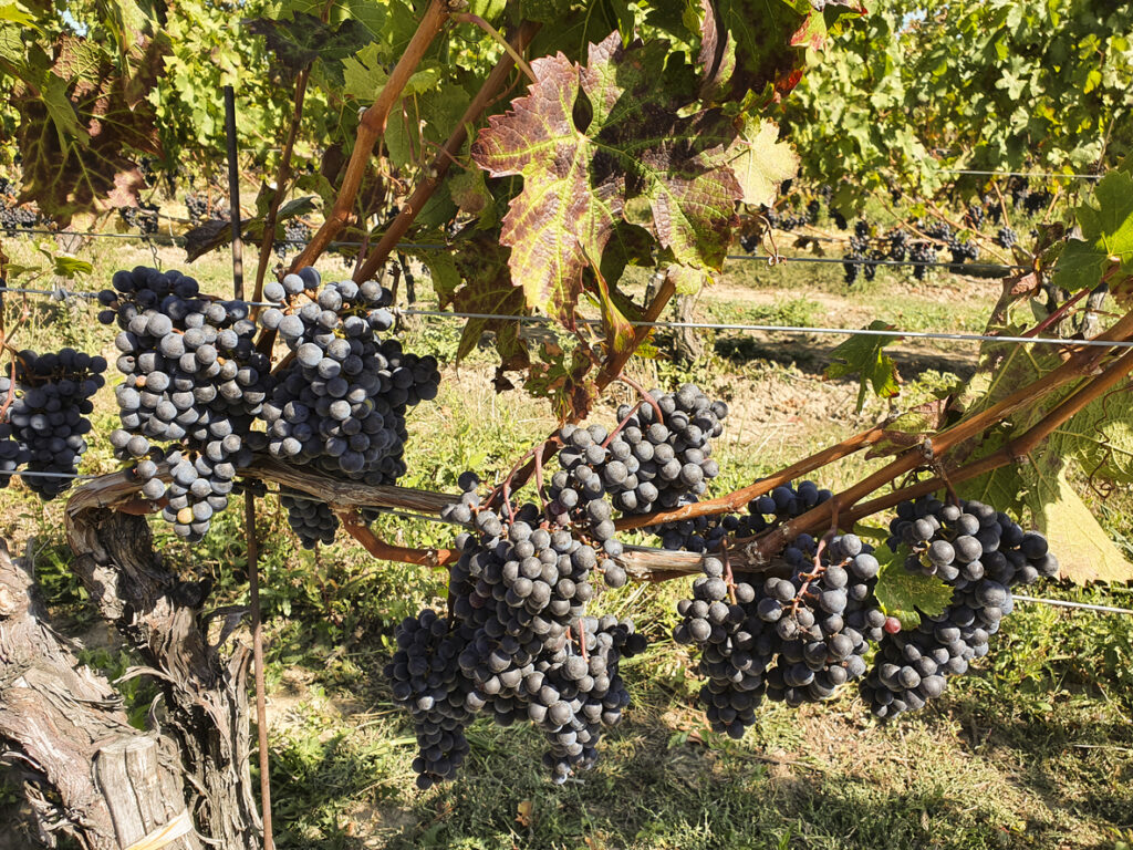 Pillitteri Estates Winery