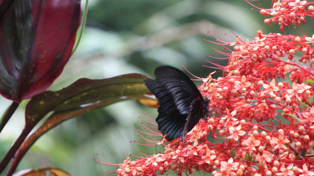 The Butterfly Conservatory 