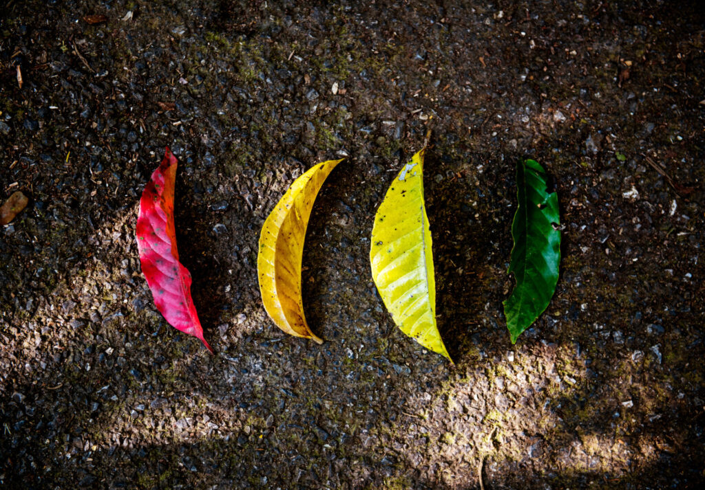 Colourful Fall Leaves